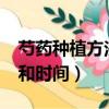 芍藥種植方法和時間怕凍嗎?（芍藥種植方法和時間）