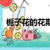 梔子花的花期是什么時間（梔子花的花期）