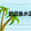 鸚鵡魚水溫度多少最佳（鸚鵡魚水溫）