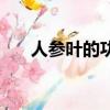 人參葉的功效與作用及禁忌（人參葉）
