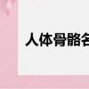 人體骨骼名稱帶拼音（人體骨骼名稱）