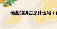 葡萄的拼音是什么寫(葡萄的拼音)