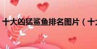 十大兇猛鯊魚排名圖片(十大兇猛鯊魚排名)