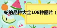 蛇的品種大全108種圖片(蛇品種大全及圖片)