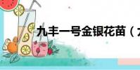 九豐一號金銀花苗(九豐一號)