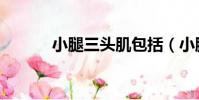 小腿三頭肌包括(小腿三頭肌)