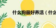 什么狗最好養活(什么狗最好養)