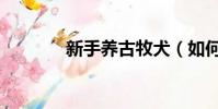 新手養古牧犬(如何養古牧)