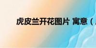 虎皮蘭開花圖片 寓意(虎皮蘭開花)