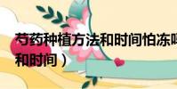 芍藥種植方法和時間怕凍嗎?(芍藥種植方法和時間)