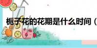 梔子花的花期是什么時間(梔子花的花期)