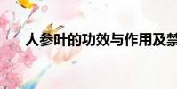 人參葉的功效與作用及禁忌(人參葉)