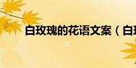 白玫瑰的花語文案(白玫瑰的花語)