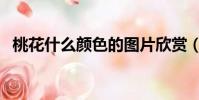 桃花什么顏色的圖片欣賞(桃花什么顏色)