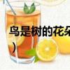 鳥是樹的花朵仿寫比喻句（鳥是樹的花朵仿寫）