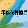 禾雀花種植后幾年開花（禾雀花什么時候開）