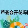 蘆薈會開花嗎圖片 什么預兆（蘆薈會開花嗎）