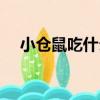 小倉鼠吃什么水果最好（小倉鼠吃什么）