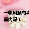 一帆風順有毒嗎能放室內嗎（紅掌有毒嗎能放室內嗎）