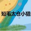 短毛太倉小獵犬幼崽價格（短毛太倉小獵犬）