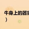 牛身上的器官大全圖解（牛身上的300個器官）