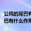 公雞的尾巴有什么作用一年級下冊（公雞的尾巴有什么作用）