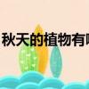 秋天的植物有哪些 名稱（秋天的植物有哪些）