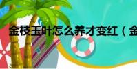 金枝玉葉怎么養才變紅(金枝玉葉怎么養)