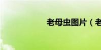 老母蟲圖片(老母)