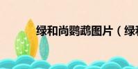 綠和尚鸚鵡圖片(綠和尚鸚鵡)