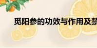覓陽參的功效與作用及禁忌(覓陽參)