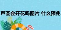 蘆薈會開花嗎圖片 什么預兆(蘆薈會開花嗎)