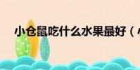 小倉鼠吃什么水果最好(小倉鼠吃什么)
