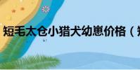 短毛太倉小獵犬幼崽價格(短毛太倉小獵犬)