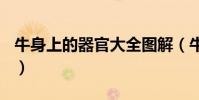 牛身上的器官大全圖解(牛身上的300個器官)