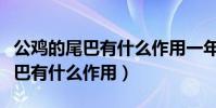 公雞的尾巴有什么作用一年級下冊(公雞的尾巴有什么作用)