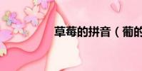 草莓的拼音(葡的拼音)