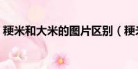 粳米和大米的圖片區別(粳米和大米的圖片)