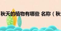 秋天的植物有哪些 名稱(秋天的植物有哪些)