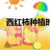 西紅柿種植時間在幾月（西紅柿種植時間）