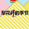 梨花開的季節是幾月份（梨花開在什么季節）