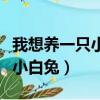 我想養一只小白兔的作文怎么寫（我想養一只小白兔）