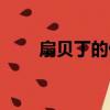 扇貝丁的做湯大全家常（扇貝丁湯）