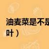油麥菜是不是萵筍葉子菜（油麥菜是不是萵筍葉）