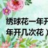 繡球花一年開幾次花怎樣修剪繡球（繡球花一年開幾次花）