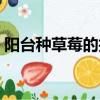 陽臺種草莓的技巧和正確方式（陽臺種草莓）