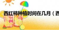 西紅柿種植時間在幾月(西紅柿種植時間)
