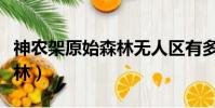 神農架原始森林無人區有多大(神農架原始森林)