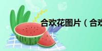 合歡花圖片(合歡4轉)