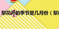 梨花開的季節是幾月份(梨花開在什么季節)
